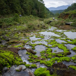 六合チャツボミゴケ生物群集の鉄鉱生成地8