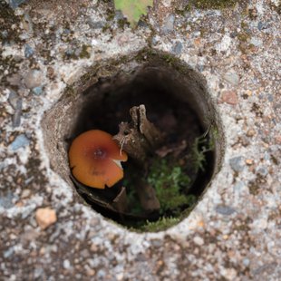 六合チャツボミゴケ生物群集の鉄鉱生成地10