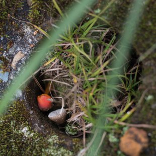 六合チャツボミゴケ生物群集の鉄鉱生成地11