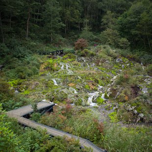 六合チャツボミゴケ生物群集の鉄鉱生成地12