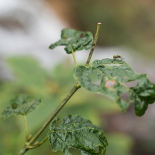 六合チャツボミゴケ生物群集の鉄鉱生成地14