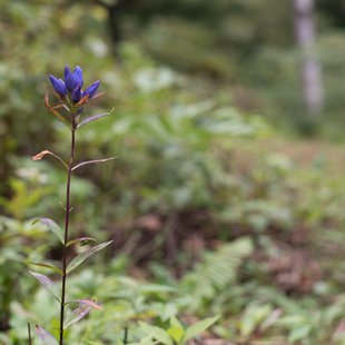 六合チャツボミゴケ生物群集の鉄鉱生成地15