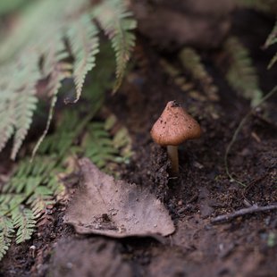 六合チャツボミゴケ生物群集の鉄鉱生成地16
