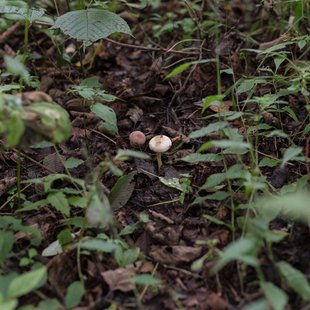 六合チャツボミゴケ生物群集の鉄鉱生成地17