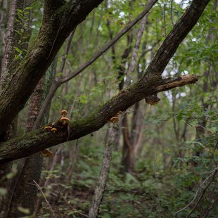 六合チャツボミゴケ生物群集の鉄鉱生成地19