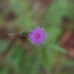 六合チャツボミゴケ生物群集の鉄鉱生成地20
