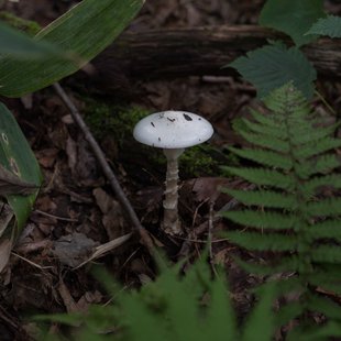 六合チャツボミゴケ生物群集の鉄鉱生成地21