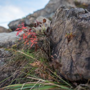 白馬八方尾根20