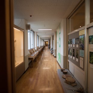 戸隠地質化石博物館11