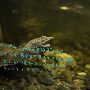 戸隠地質化石博物館15