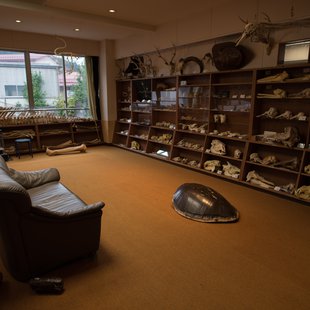 戸隠地質化石博物館17