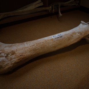 戸隠地質化石博物館18