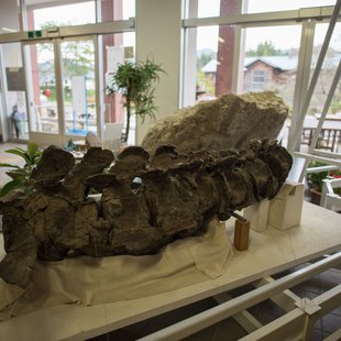 戸隠地質化石博物館23