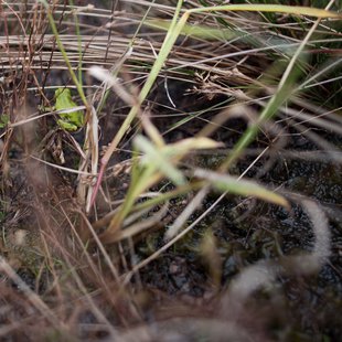 戸隠地質化石博物館27