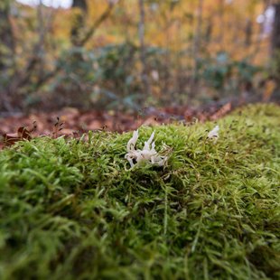 奥裾花自然園10
