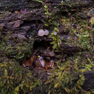 奥裾花自然園11