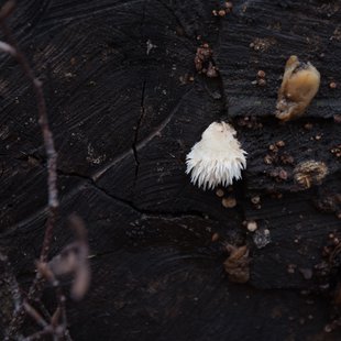 奥裾花自然園12