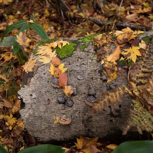 奥裾花自然園13