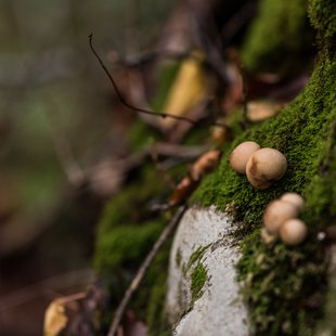奥裾花自然園14