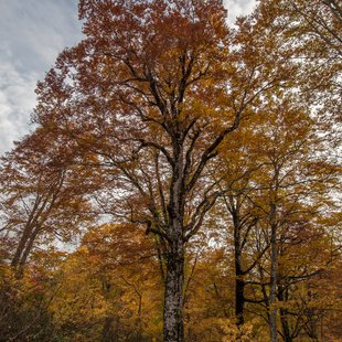 奥裾花自然園18