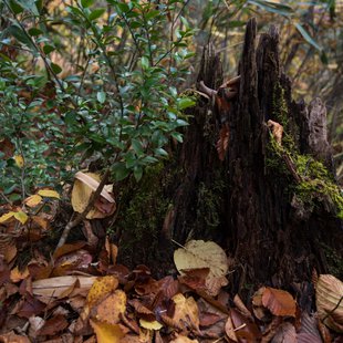 奥裾花自然園20