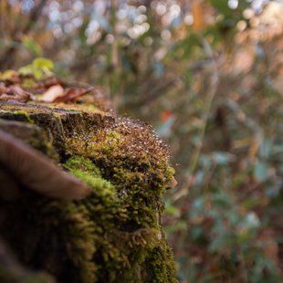 奥裾花自然園21