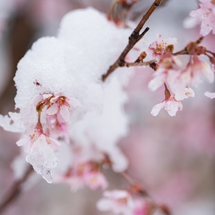 桜と雪