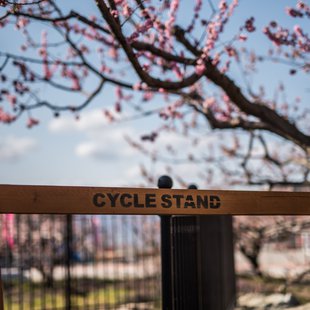 千曲市あんずの里1