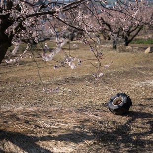 千曲市あんずの里2