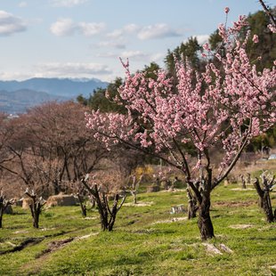 千曲市あんずの里3