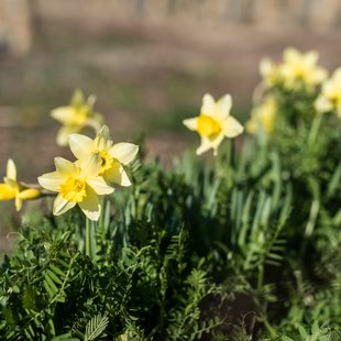 千曲市あんずの里4