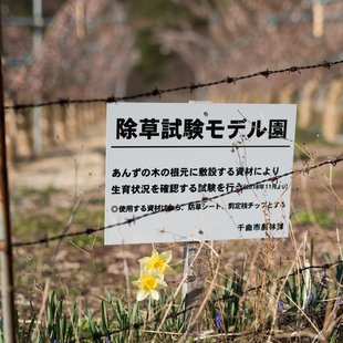 千曲市あんずの里5
