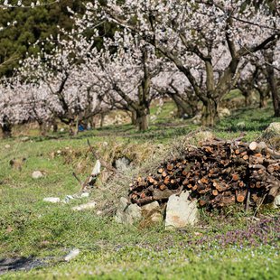 千曲市あんずの里6
