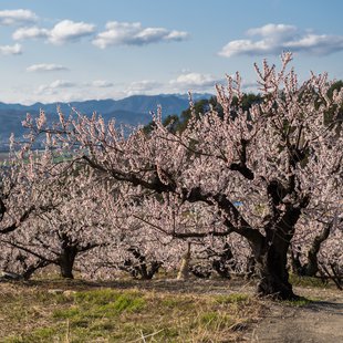 千曲市あんずの里7