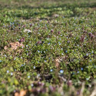 千曲市あんずの里8