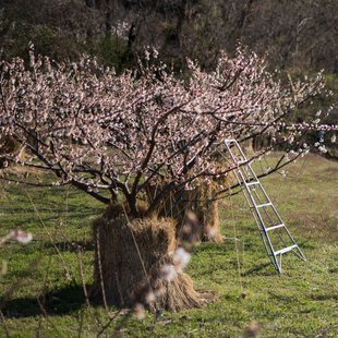 千曲市あんずの里9