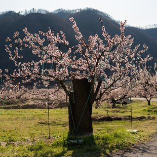 千曲市あんずの里10