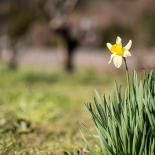 千曲市あんずの里11