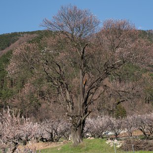 千曲市あんずの里12