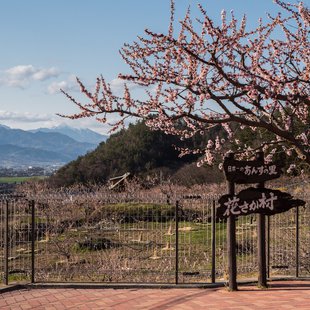 千曲市あんずの里13