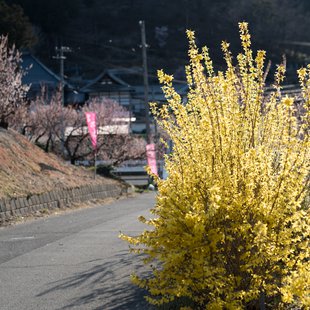 千曲市あんずの里15