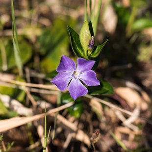 千曲市あんずの里17