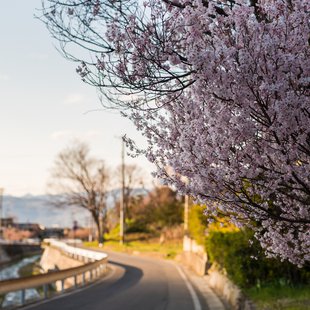 千曲市あんずの里18
