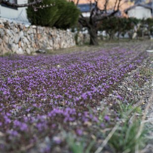 千曲市あんずの里19