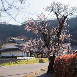 千曲市あんずの里20