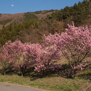 千曲市あんずの里21