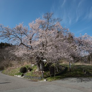 塩生の巡礼桜1