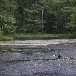 戸隠森林植物園1