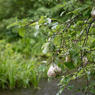 戸隠森林植物園2