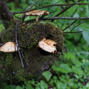 戸隠森林植物園3